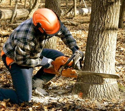 Tree Removal in Basile, LA